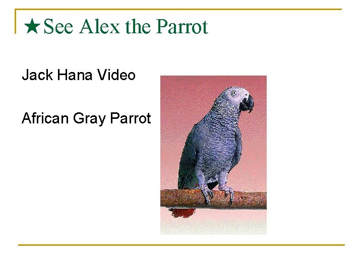★See Alex the Parrot Jack Hana Video African Gray Parrot 