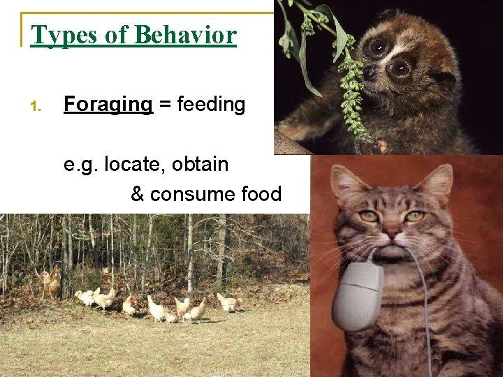 Types of Behavior 1. Foraging = feeding e. g. locate, obtain & consume food