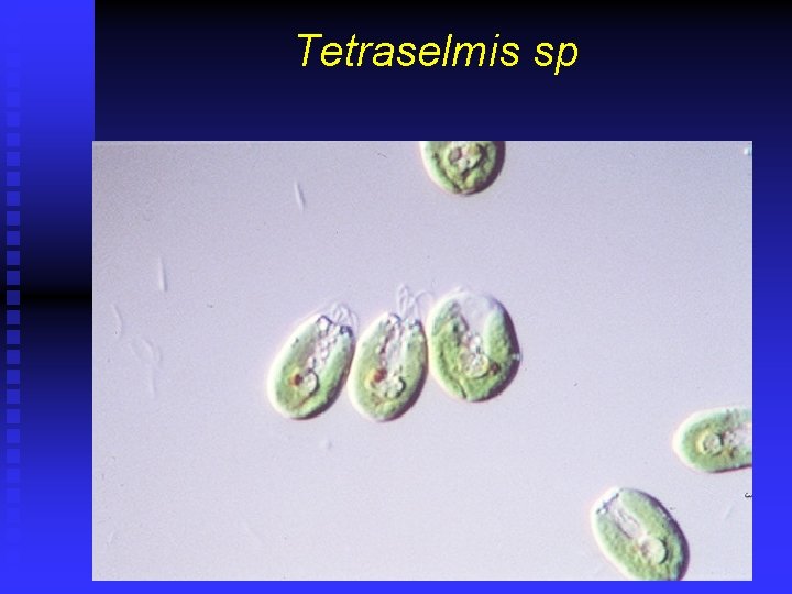 Tetraselmis sp 