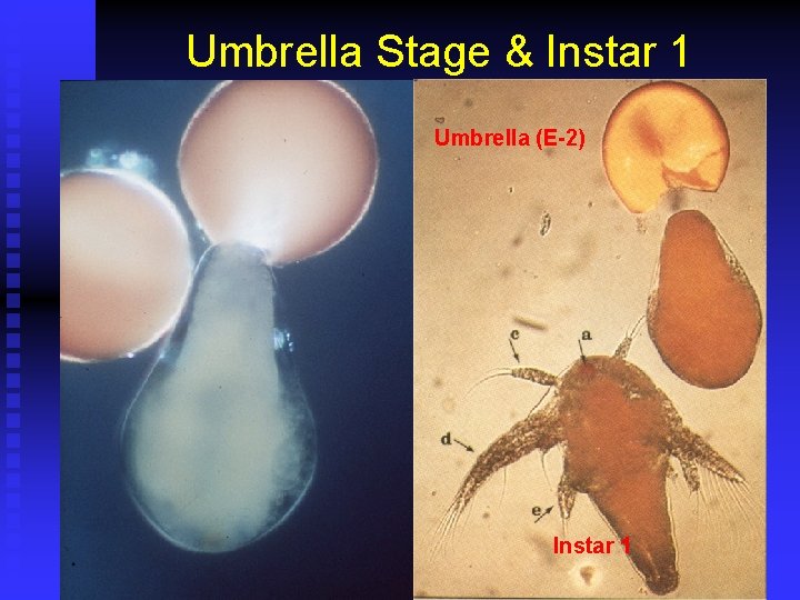 Umbrella Stage & Instar 1 Umbrella (E-2) Instar 1 