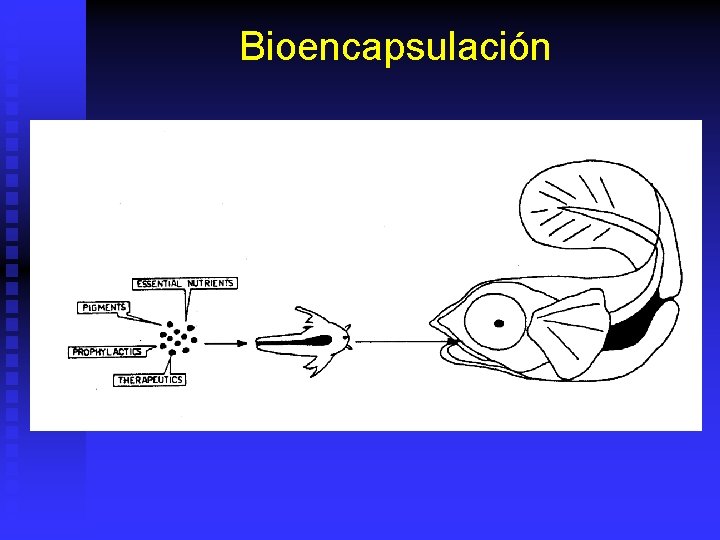 Bioencapsulación 