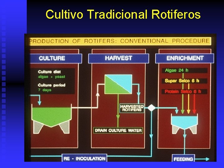 Cultivo Tradicional Rotiferos 
