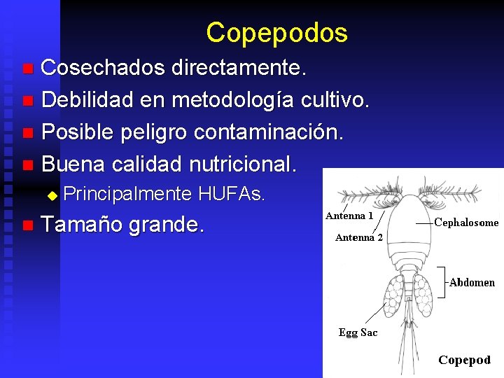 Copepodos Cosechados directamente. n Debilidad en metodología cultivo. n Posible peligro contaminación. n Buena