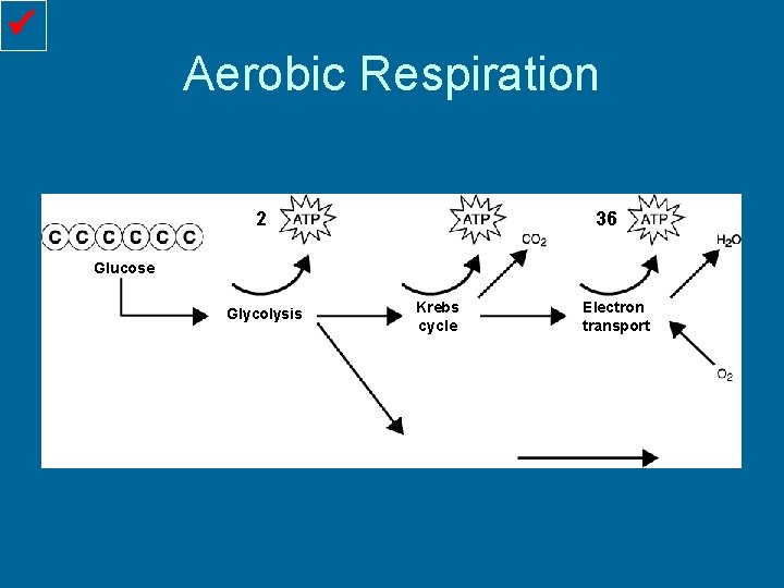  Aerobic Respiration Glucose 2 36 Glycolysis Krebs cycle Electron transport 