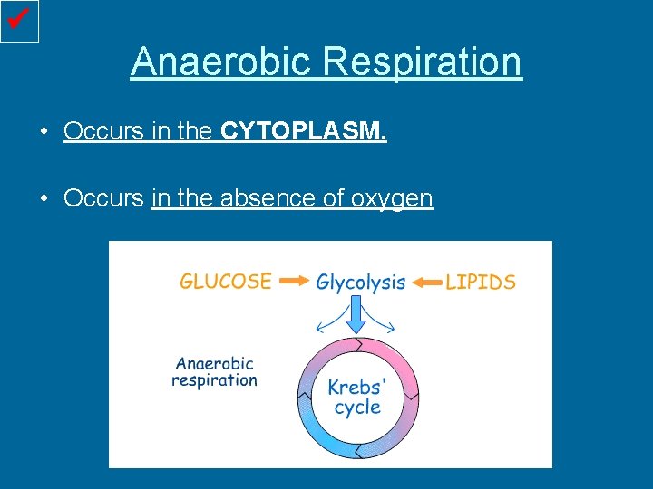  Anaerobic Respiration • Occurs in the CYTOPLASM. • Occurs in the absence of