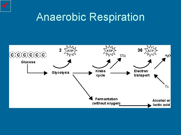  Anaerobic Respiration 2 36 Glucose Glycolysis Krebs cycle Fermentation (without oxygen) Electron transport