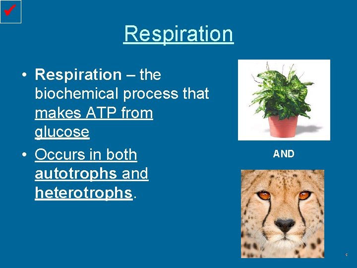  Respiration • Respiration – the biochemical process that makes ATP from glucose •