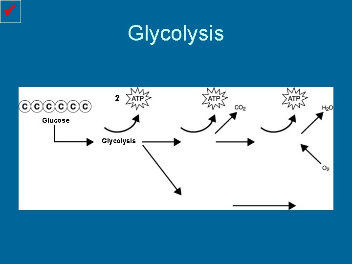  Glycolysis 2 Glucose Glycolysis 