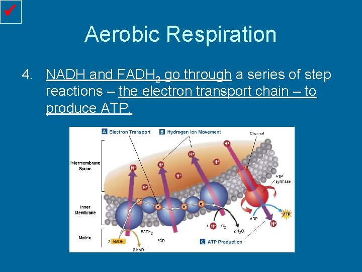  Aerobic Respiration 4. NADH and FADH 2 go through a series of step