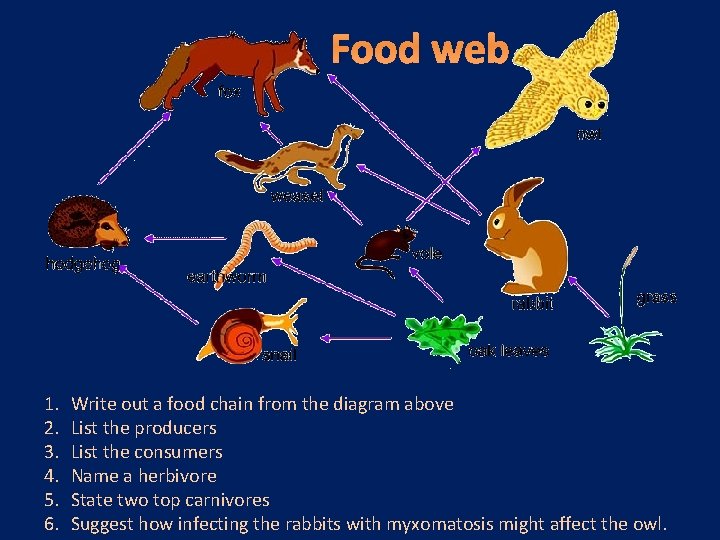 Food web 1. 2. 3. 4. 5. 6. Write out a food chain from