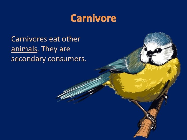 Carnivores eat other animals. They are secondary consumers. 