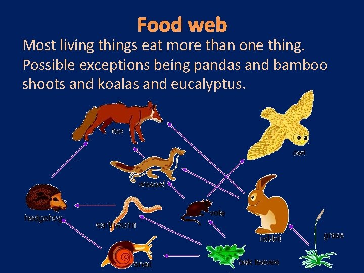 Food web Most living things eat more than one thing. Possible exceptions being pandas