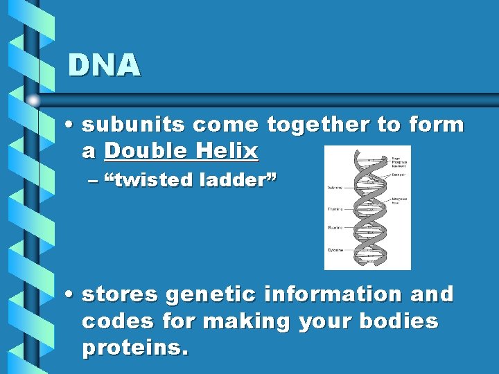 DNA • subunits come together to form a Double Helix – “twisted ladder” •