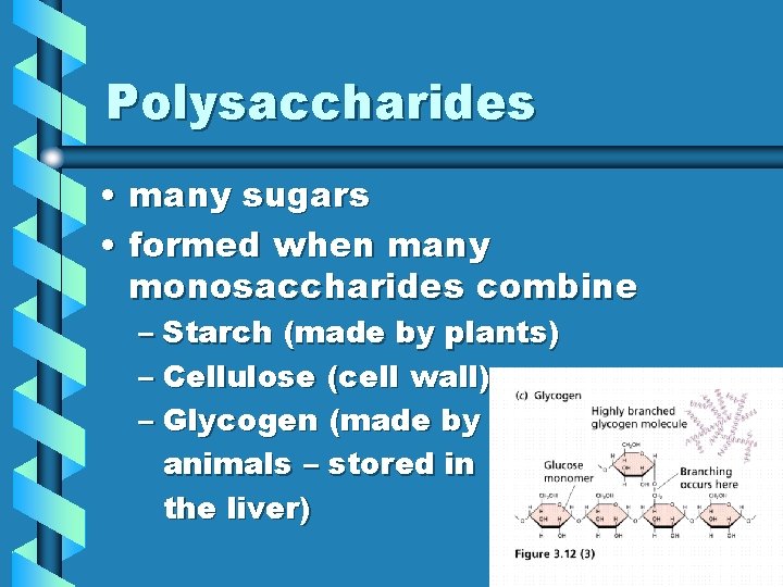 Polysaccharides • many sugars • formed when many monosaccharides combine – Starch (made by