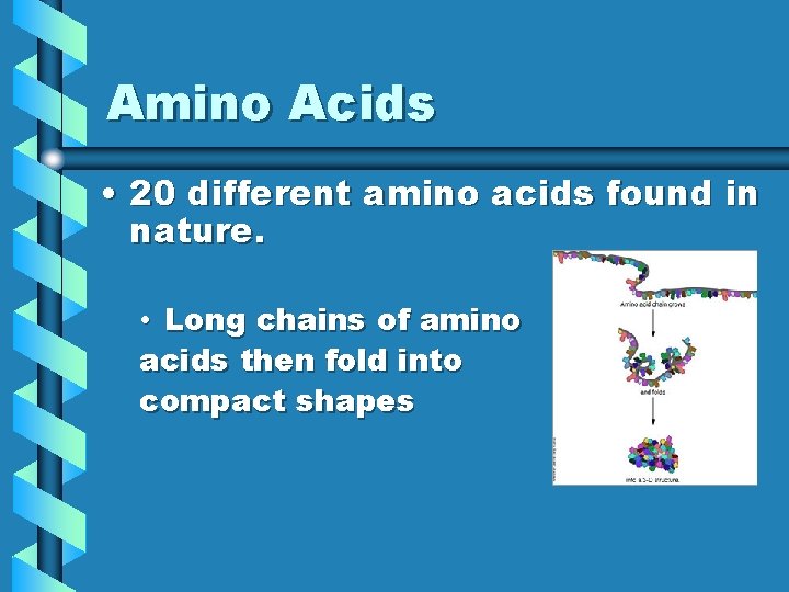 Amino Acids • 20 different amino acids found in nature. • Long chains of