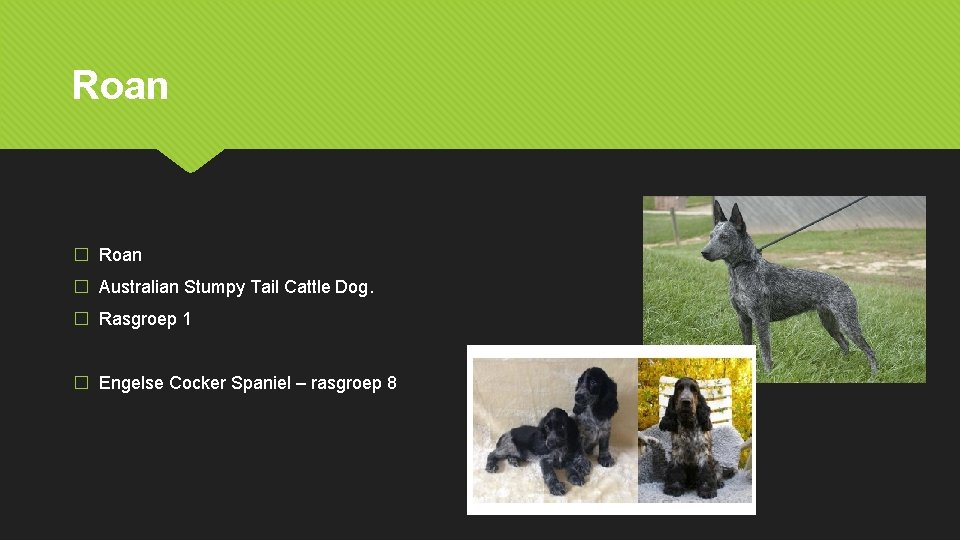 Roan � Australian Stumpy Tail Cattle Dog. � Rasgroep 1 � Engelse Cocker Spaniel