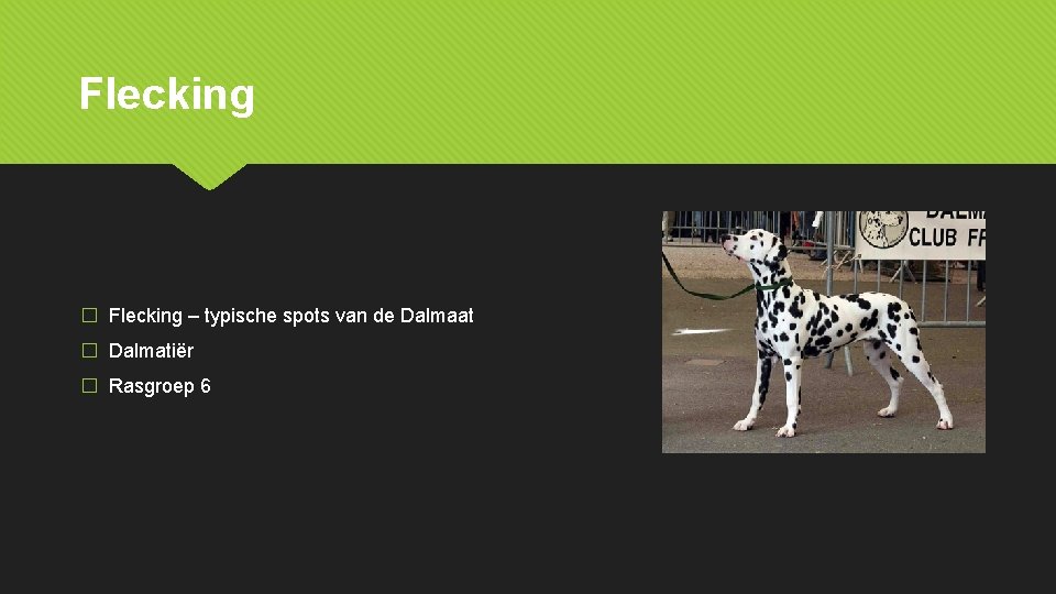 Flecking � Flecking – typische spots van de Dalmaat � Dalmatiër � Rasgroep 6