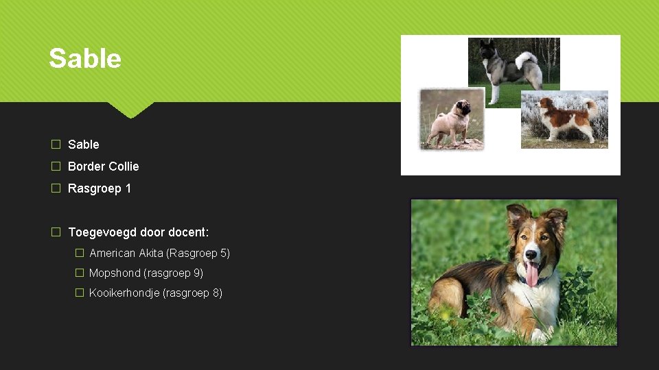 Sable � Border Collie � Rasgroep 1 � Toegevoegd door docent: � American Akita