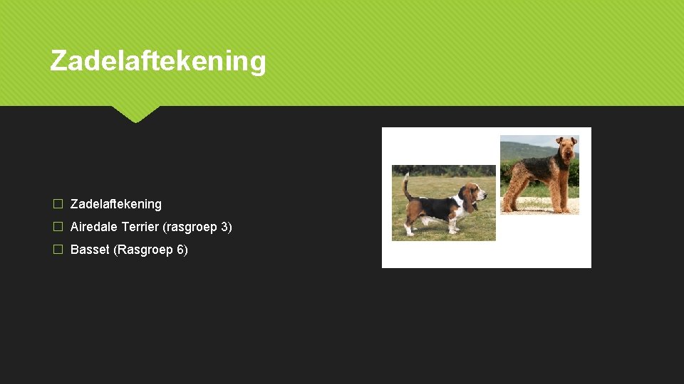 Zadelaftekening � Airedale Terrier (rasgroep 3) � Basset (Rasgroep 6) 
