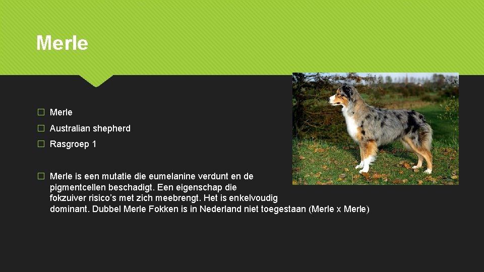 Merle � Australian shepherd � Rasgroep 1 � Merle is een mutatie die eumelanine