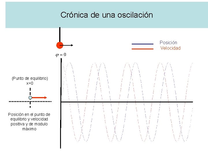 Crónica de una oscilación Posición Velocidad (Punto de equilibrio) x=0 Posición en el punto