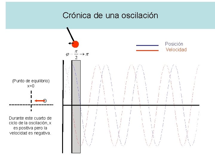 Crónica de una oscilación Posición Velocidad (Punto de equilibrio) x=0 Durante este cuarto de