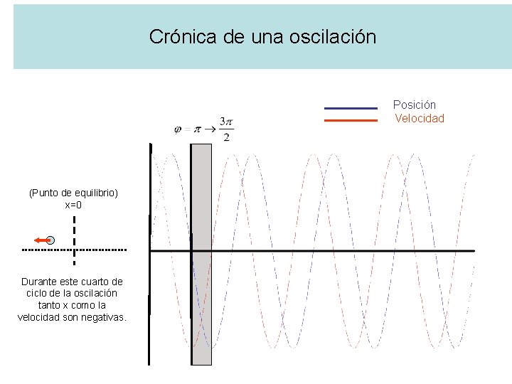 Crónica de una oscilación Posición Velocidad (Punto de equilibrio) x=0 Durante este cuarto de