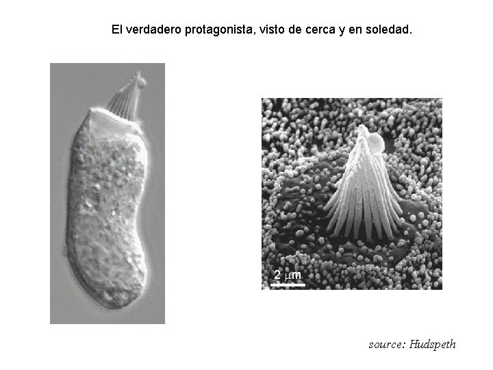 El verdadero protagonista, visto de cerca y en soledad. 2 mm (source: Hudspeth) 