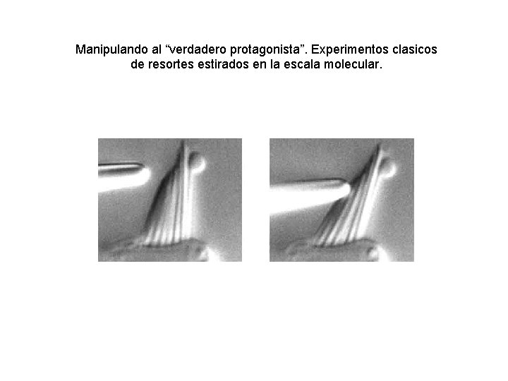 Manipulando al “verdadero protagonista”. Experimentos clasicos de resortes estirados en la escala molecular. 