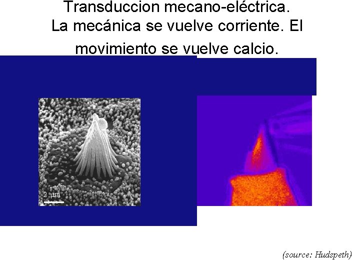 Transduccion mecano-eléctrica. La mecánica se vuelve corriente. El movimiento se vuelve calcio. 2 mm