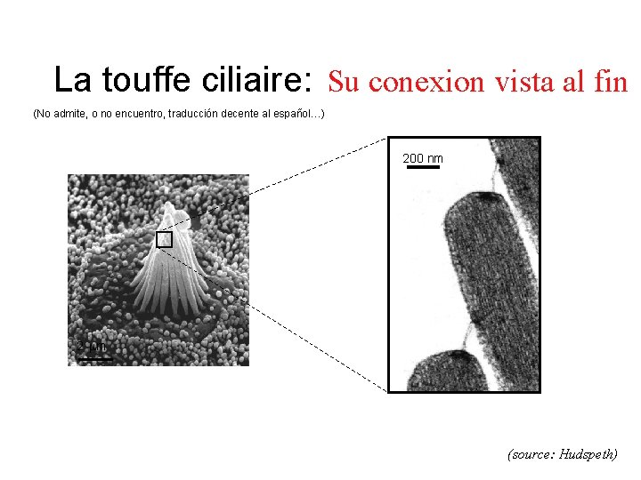 La touffe ciliaire: Su conexion vista al fin (No admite, o no encuentro, traducción