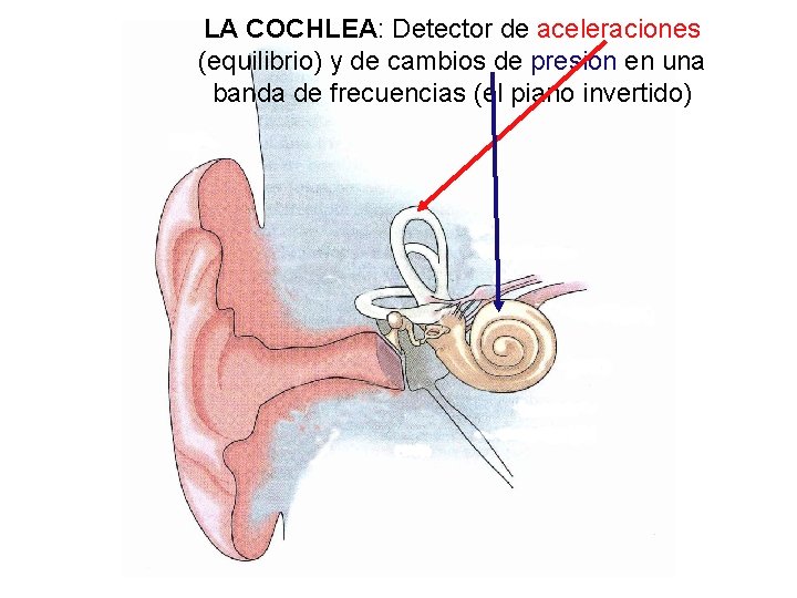 LA COCHLEA: Detector de aceleraciones (equilibrio) y de cambios de presion en una banda