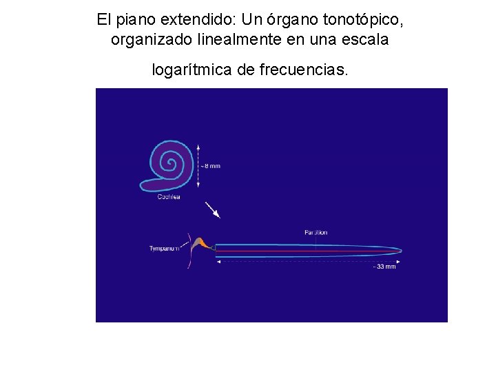 El piano extendido: Un órgano tonotópico, organizado linealmente en una escala logarítmica de frecuencias.