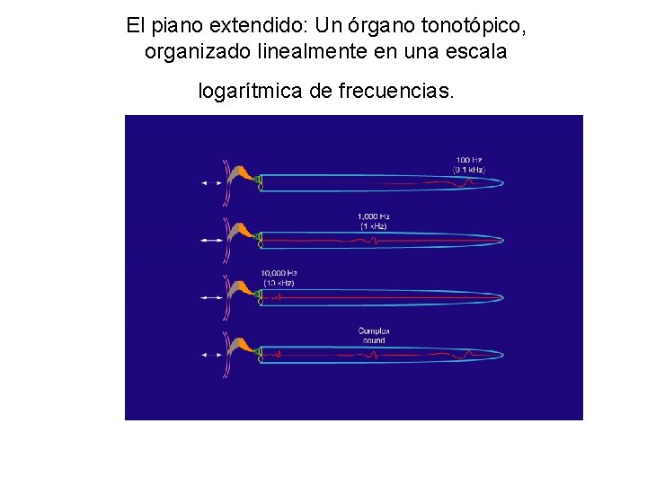 El piano extendido: Un órgano tonotópico, organizado linealmente en una escala logarítmica de frecuencias.