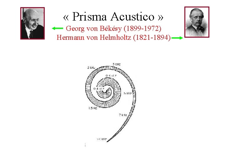  « Prisma Acustico » Georg von Békésy (1899 -1972) Hermann von Helmholtz (1821