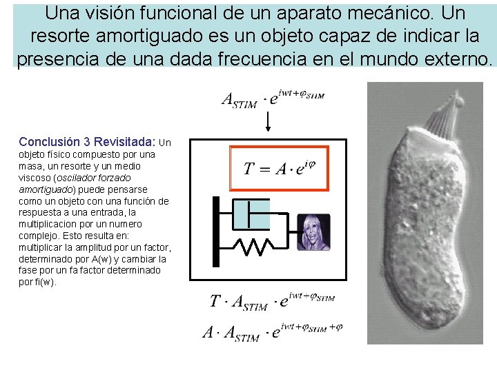 Una visión funcional de un aparato mecánico. Un resorte amortiguado es un objeto capaz