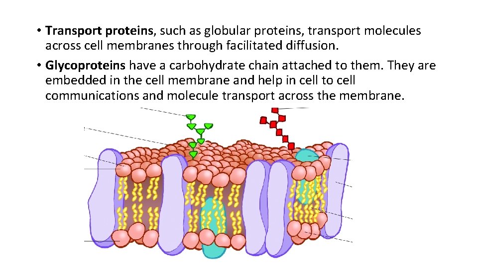  • Transport proteins, such as globular proteins, transport molecules across cell membranes through