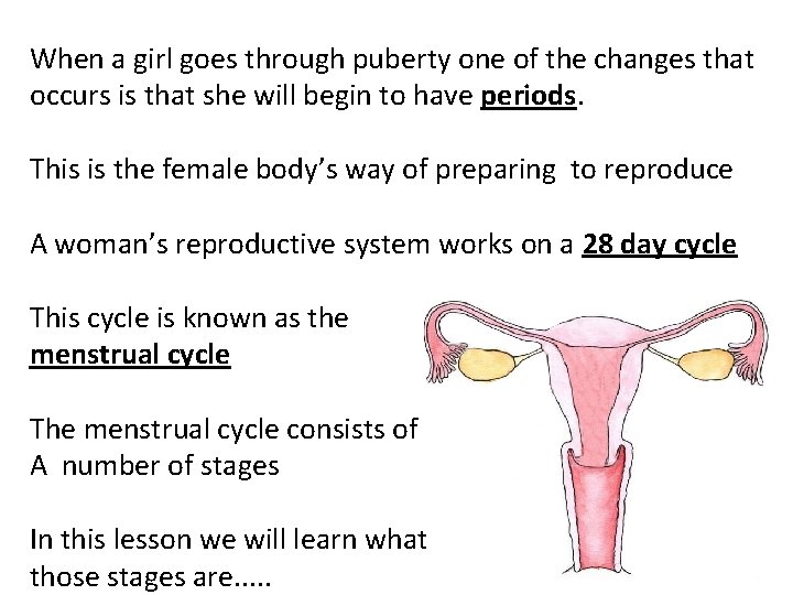 When a girl goes through puberty one of the changes that occurs is that