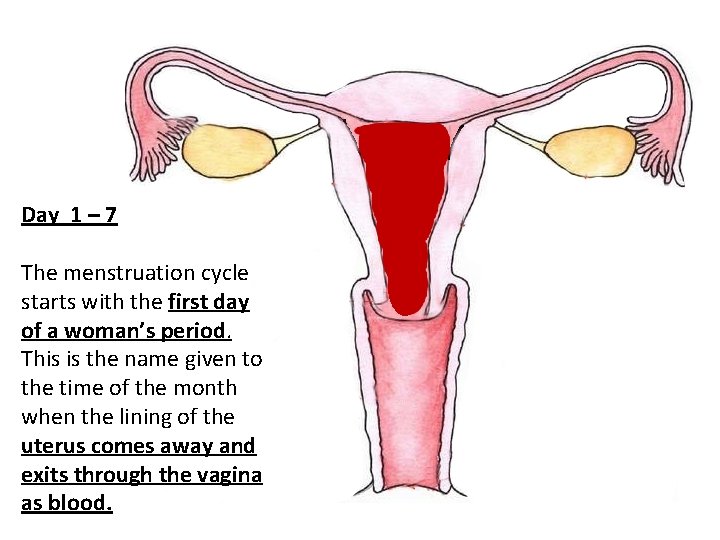 Day 1 – 7 The menstruation cycle starts with the first day of a