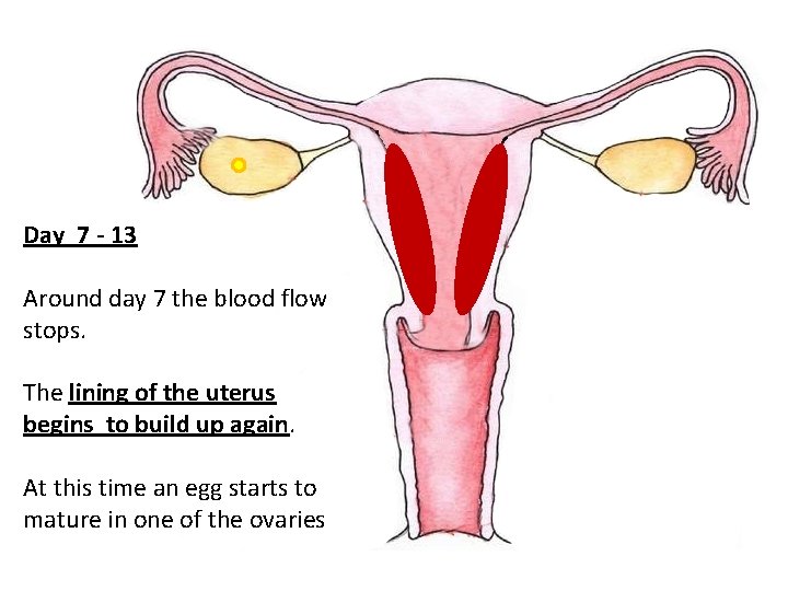Day 7 - 13 Around day 7 the blood flow stops. The lining of