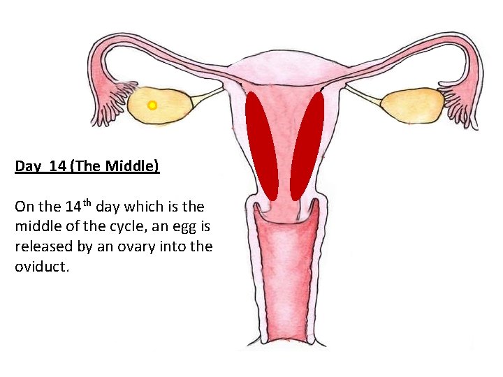 Day 14 (The Middle) On the 14 th day which is the middle of