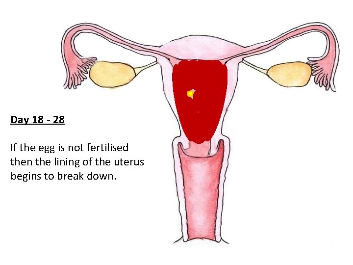 Day 18 - 28 If the egg is not fertilised then the lining of