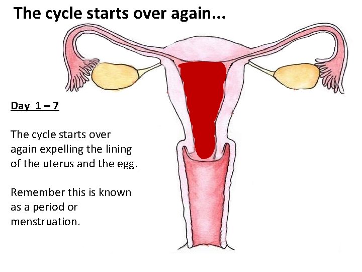 The cycle starts over again. . . Day 1 – 7 The cycle starts