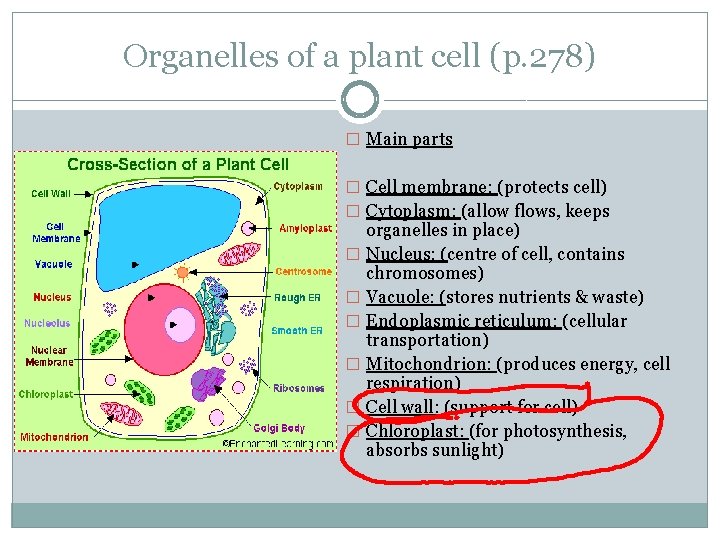 Organelles of a plant cell (p. 278) � Main parts � Cell membrane: (protects