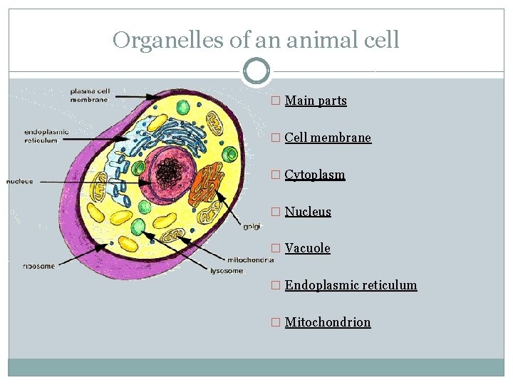 Organelles of an animal cell � Main parts � Cell membrane � Cytoplasm �