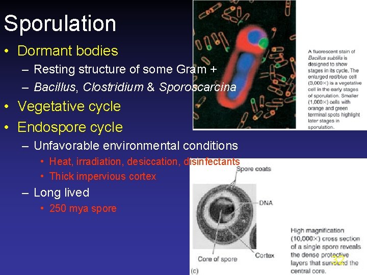 Sporulation • Dormant bodies – Resting structure of some Gram + – Bacillus, Clostridium