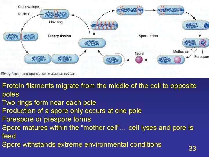 Protein filaments migrate from the middle of the cell to opposite poles Two rings