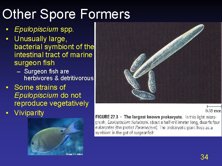Other Spore Formers • Epulopiscium spp. • Unusually large, bacterial symbiont of the intestinal