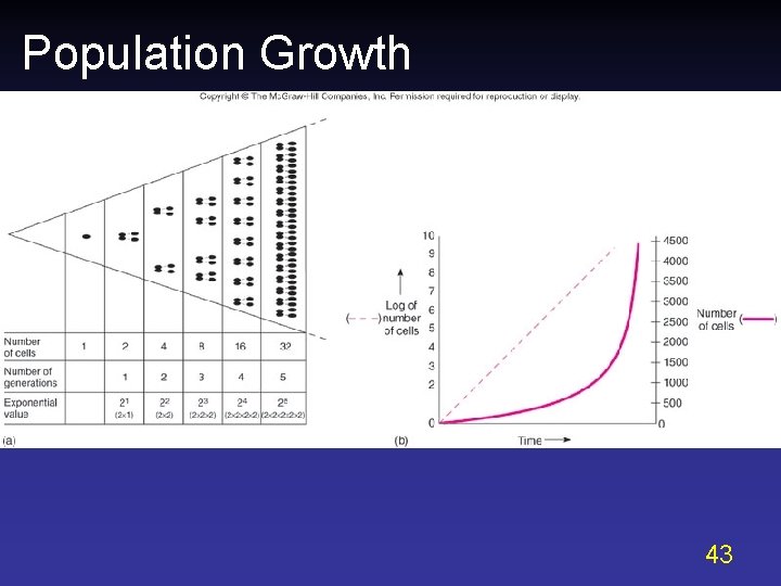 Population Growth 43 