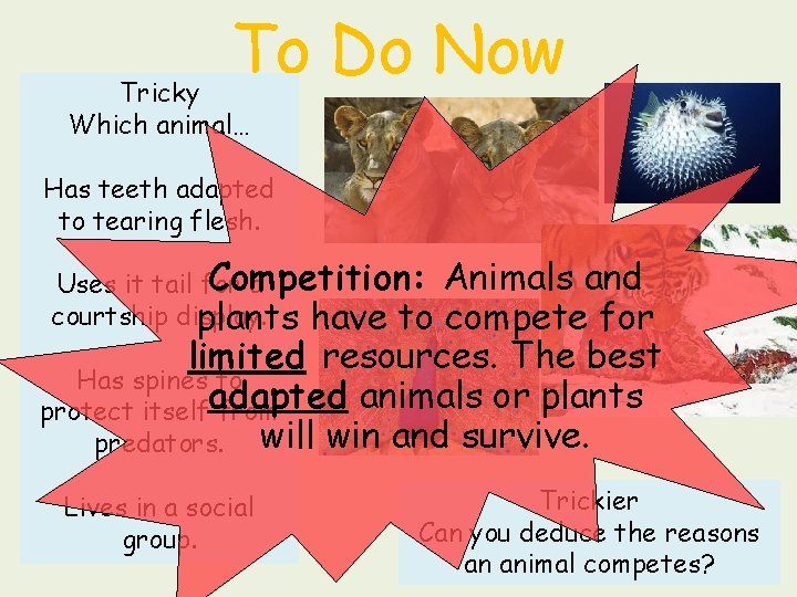 To Do Now Tricky Which animal… Has teeth adapted to tearing flesh. Competition: Uses